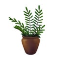 Home plant Zamioculcas zamiifolia